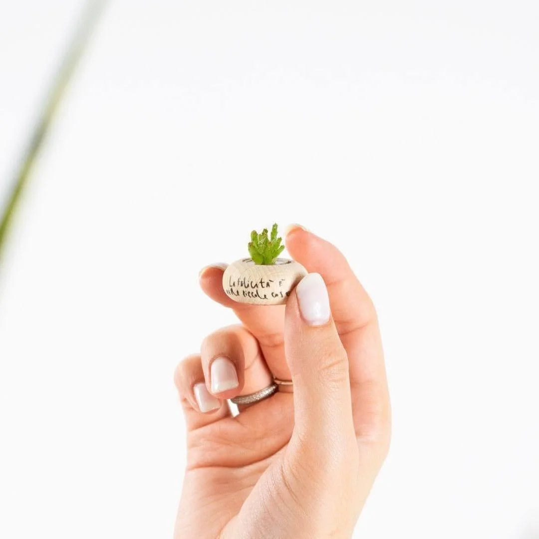 Cactus Bonsai Original Ant Apple