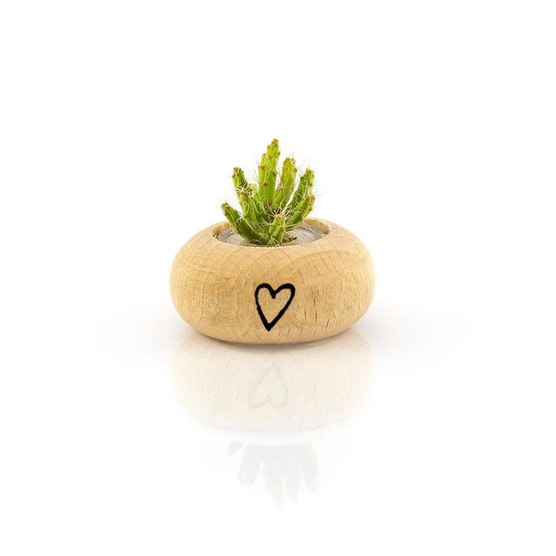 Cactus Bonsai Original Ant Apple