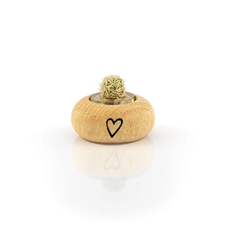 Cactus Bonsai Original Snowy Cactus