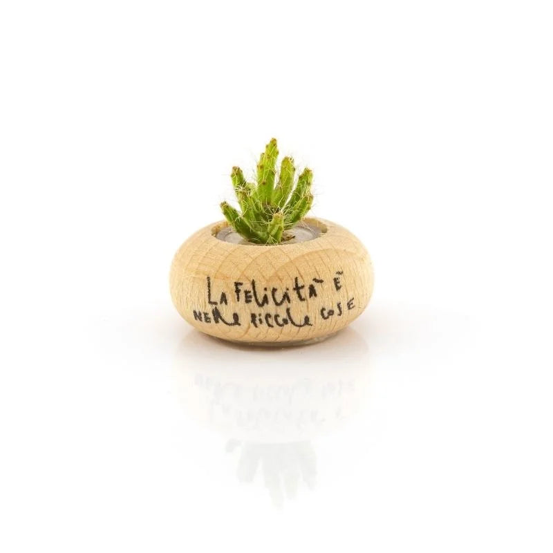 Cactus Bonsai Original Ant Apple