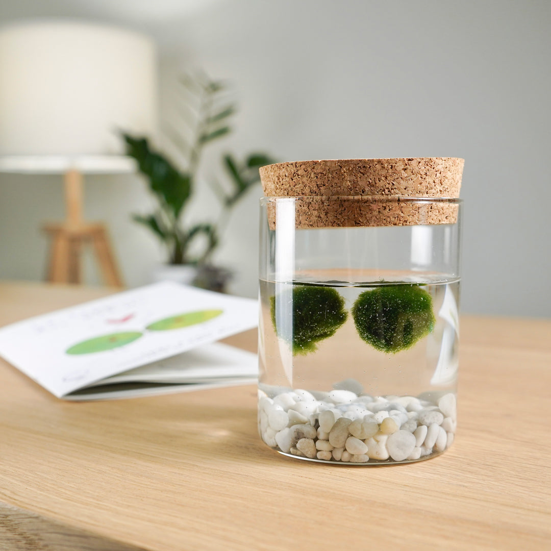 Marimo