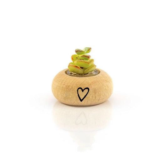 Cactus Bonsai Original Rupestris