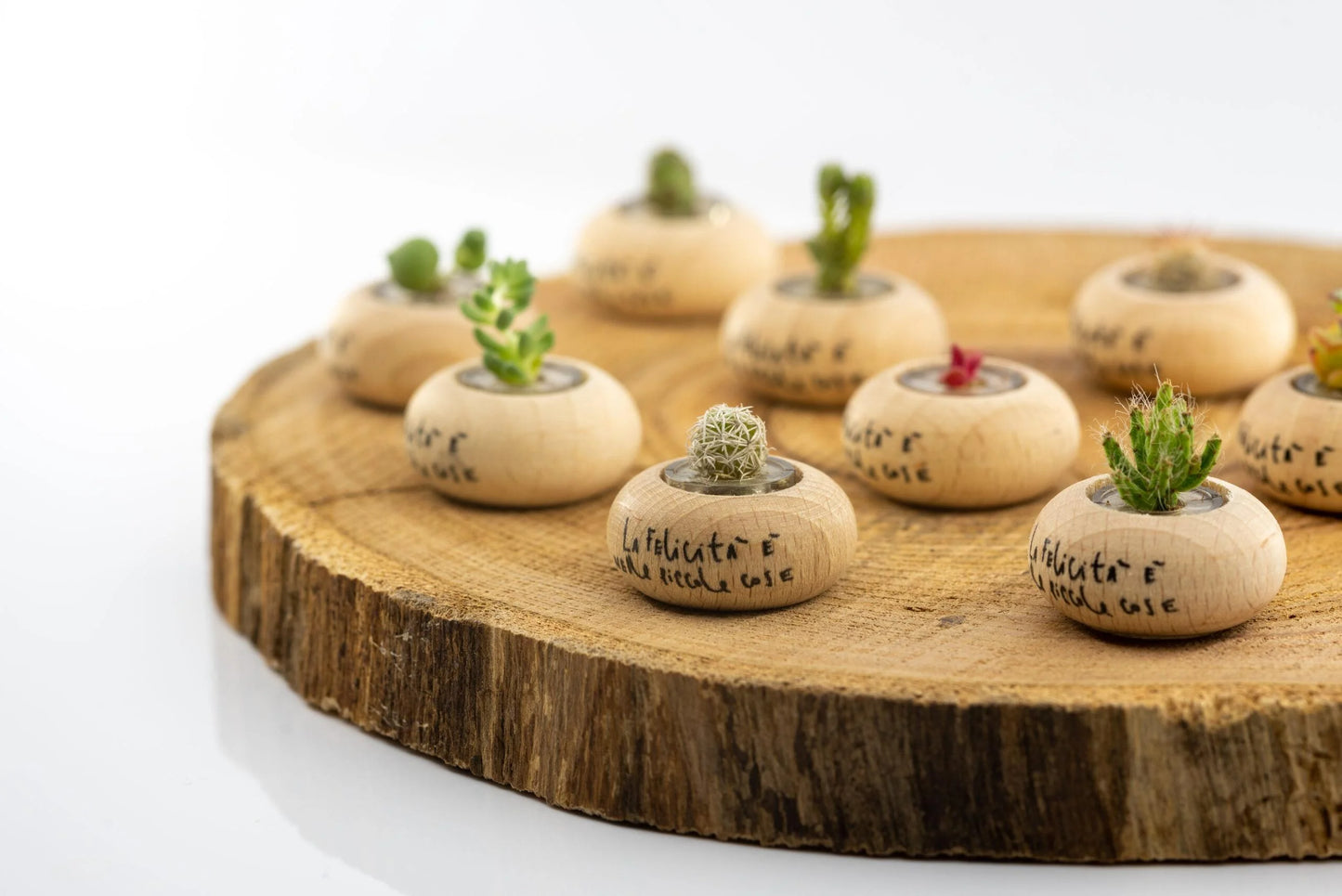 Cactus Bonsai Original Stone Rose
