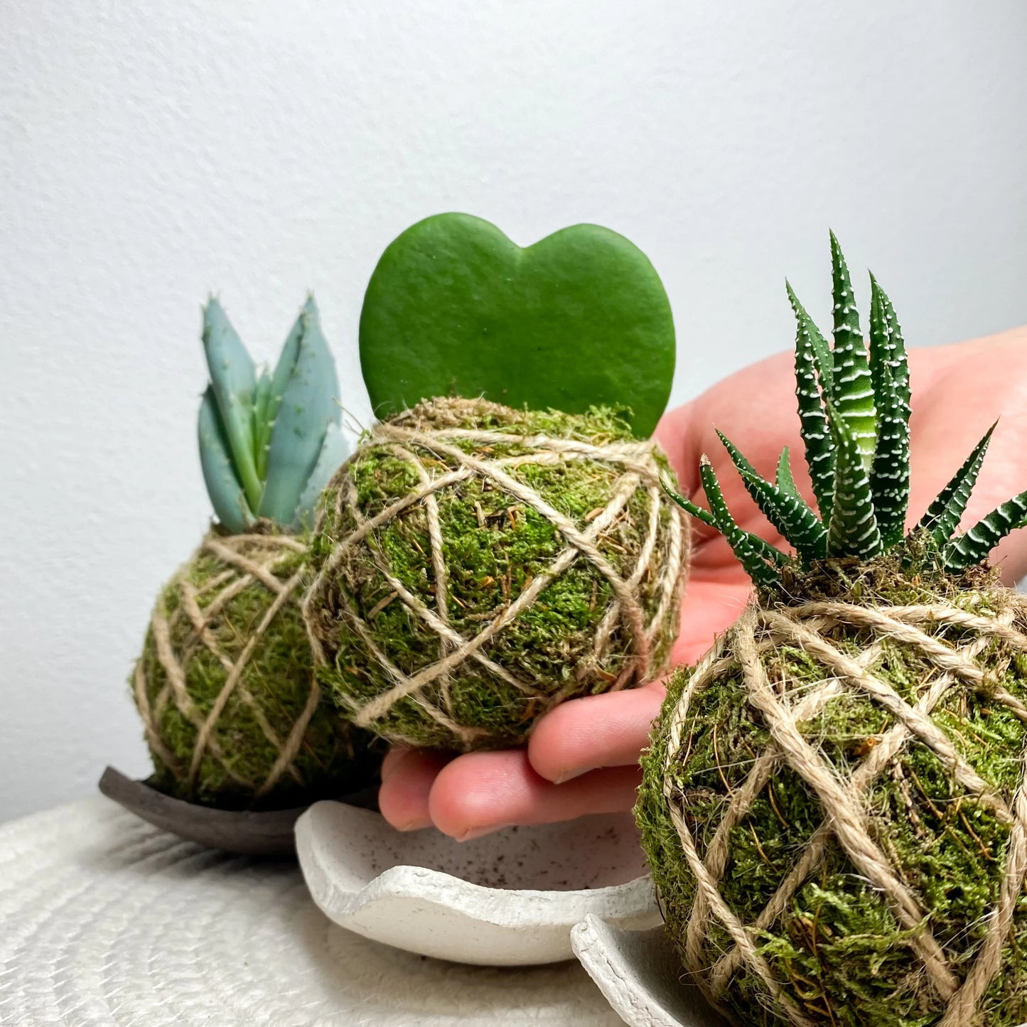 Hoya Kerrii Cuore doppio