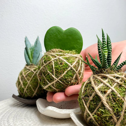 Hoya Kerrii