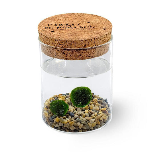 Marimo Original - Amore | Coppia