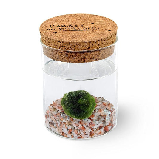 Marimo Original - Amore | Singolo