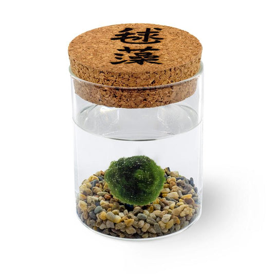 Marimo Original - Ideogramma | Singolo