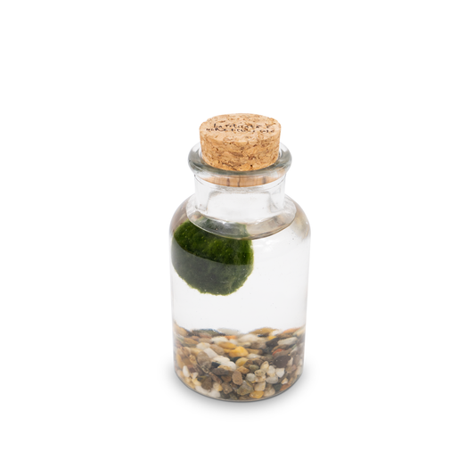 Marimo Bottiglia - La Felicità | Singolo Naturale