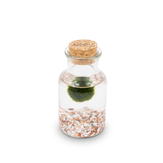 Marimo Bottiglia - La Felicità | Singolo Rosa