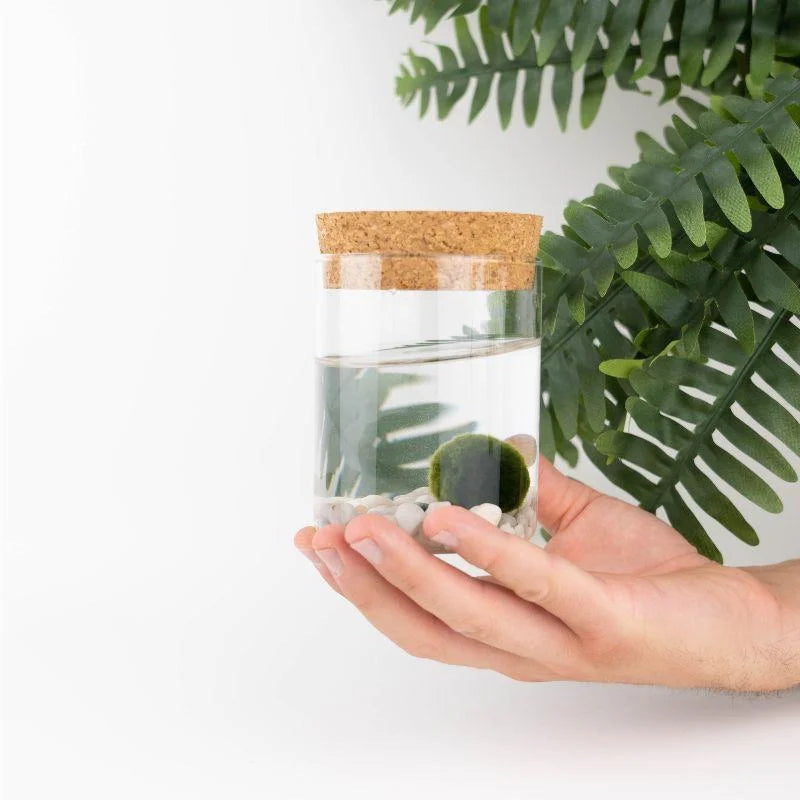 Marimo Original - Leggenda | Singolo