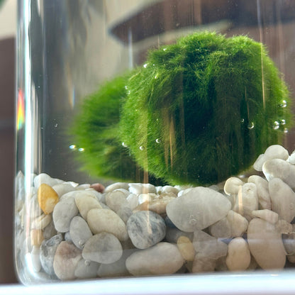 Marimo Original - Personalizzato